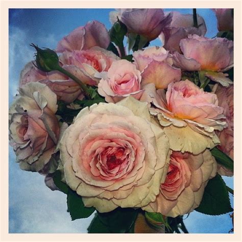 English Roses: Last Bouquet of the Season - Blog - gardenparty