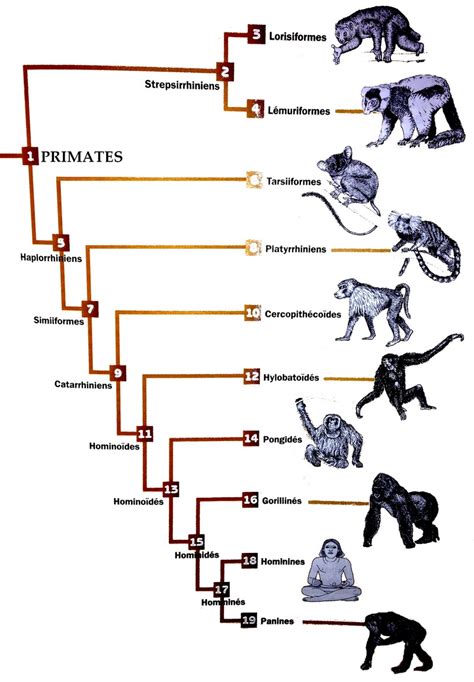 ordre primates - Google Search | Primates, Google search, Map