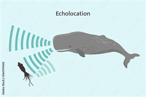 Whale echolocation infographic. Sperm whale using biosonar to locate prey. Stock Vector | Adobe ...