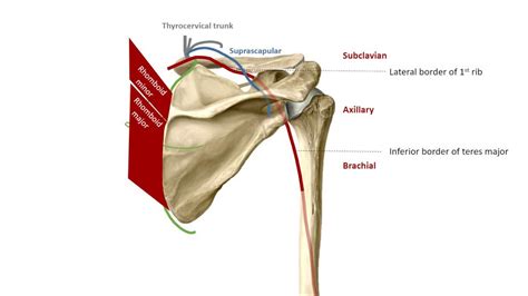 The Scapular Anastomoses in 2 mins - YouTube