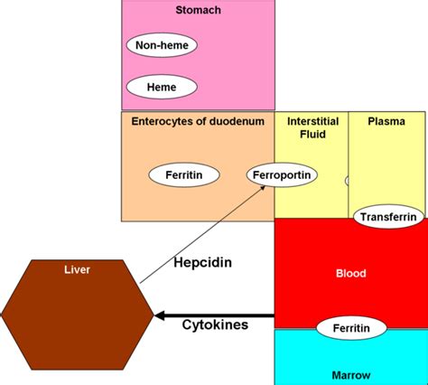 Human iron metabolism - Citizendium