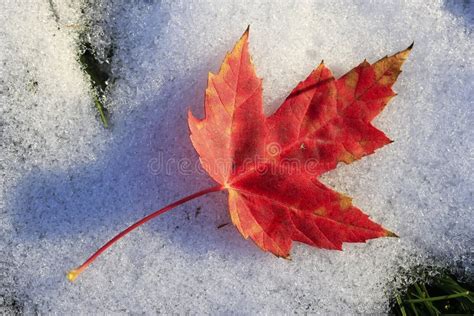 Close up of red maple leaf stock image. Image of color - 34660741