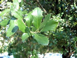 Live Oak Tree - Knowledge Base LookSeek.com