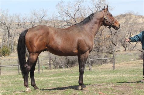 Golden Slew - 16.3 Thoroughbred Stallion - Son of Seattle Slew at Aus Ranch Performance Horses