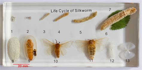 Exploring the cultivated silk moth Bombyx mori under the microscope. Part II: Further ...