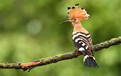 The Hoopoe: National Bird of Israel - A-Z Animals