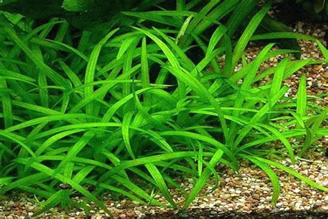 Dwarf Sagittaria Subulata Bundle Live Aquarium Aquatic | Etsy