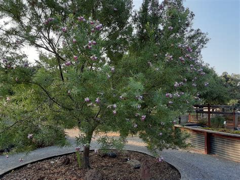 The desert willow: A beautiful small tree for native gardens | The Real Dirt – Chico Enterprise ...