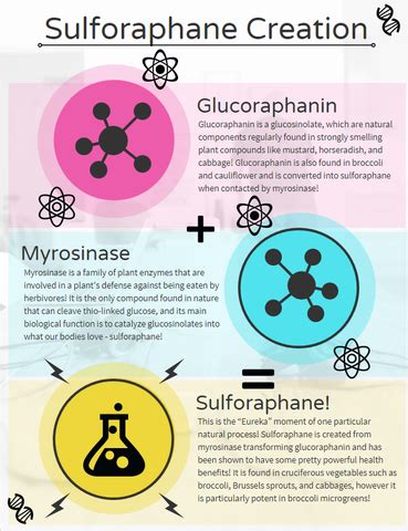 [Explained] Benefit of Sulforaphane, glucoraphanin, and myrosinase – Beyond Microgreens