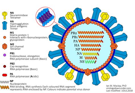 Seasonal influenza tools - antibodies, proteins, cDNAs