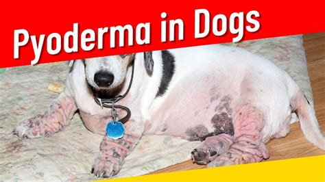 Pyoderma in Dogs: Symptoms, Prevention & Treatment 2023 - YouTube