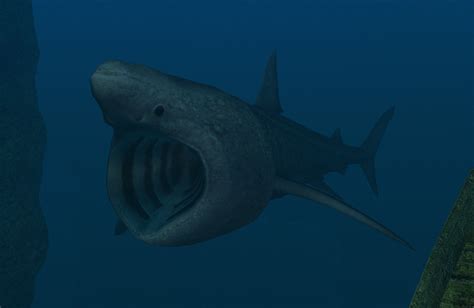 Basking Shark | Endless Ocean Wiki | Fandom