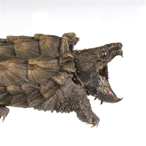 Alligator Snapping Turtle | National Geographic