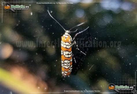 Ailanthus Webworm Moth