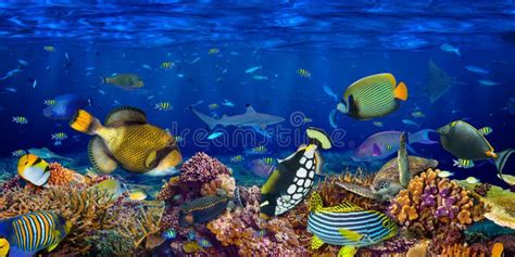 Underwater Coral Reef Landscape Wide Panorama Wallpaper Background the ...