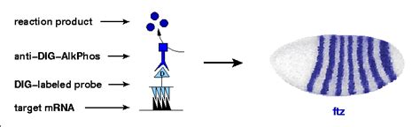 In Situ Hybridization Protocol - slidesharetrick