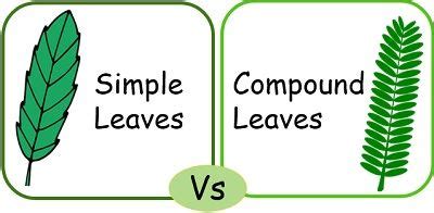 Leaf Simple And Compound - Infoupdate.org