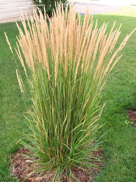 Karl forester ornamental grass | Grasses landscaping, Ornamental grasses, Grasses garden