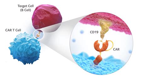 CD19-directed chimeric antigen receptor (CAR) T cell | Research | BMS ...