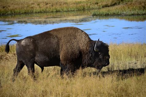 Viral Video Reveals Silly Questions Heard in Yellowstone National Park ...