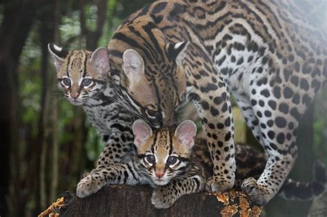 Ocelot Kittens Spotted at Greenville Zoo - ZooBorns