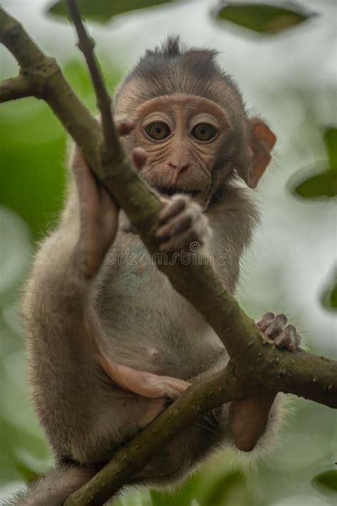 Baby Long-tailed Macaque Sitting on Thin Branch Stock Image - Image of ...