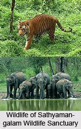 Sathyamangalam Wildlife Sanctuary - Alchetron, the free social encyclopedia