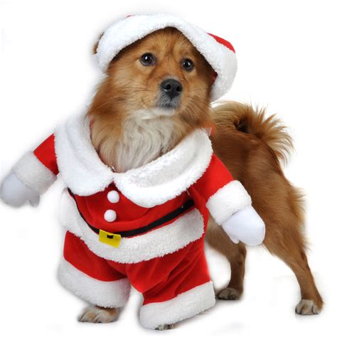 Christmas Outfits For Dogs 2023 Best Ultimate The Best Incredible | Christmas Outfit Ideas 2023