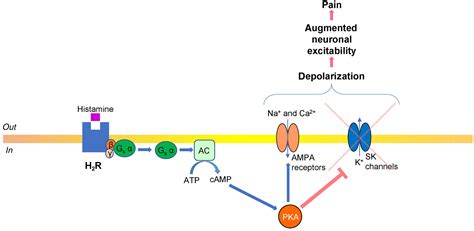 Histamine, histamine receptors, and neuropathic pain relief - Obara ...