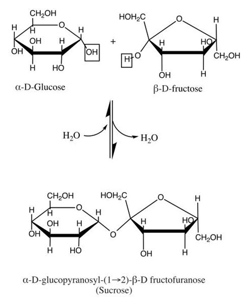 Sucrose - Definition, Structure, Uses | Biology Dictionary | Biology, Medical science, Fun facts