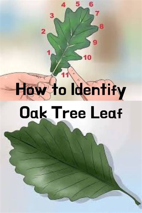 How to Identify Oak Tree Leaf