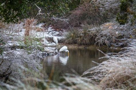 Dewees Ice-land - Dewees Island, Charleston, SC