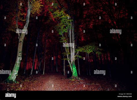 Night in forest.Light painting in forest Stock Photo - Alamy