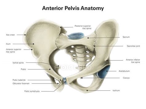 Anterior view of human pelvis — biology, human body parts - Stock Photo ...