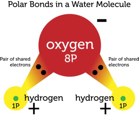 Describe Polar Covalent Bonds Using Water as an Example