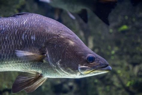 Barramundi Fish Pictures - AZ Animals