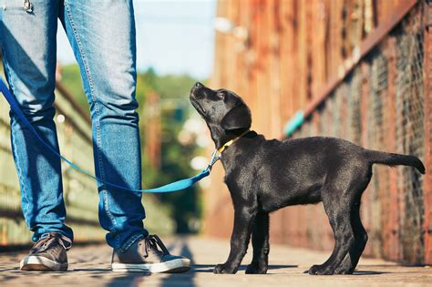 How To Leash Train A Puppy