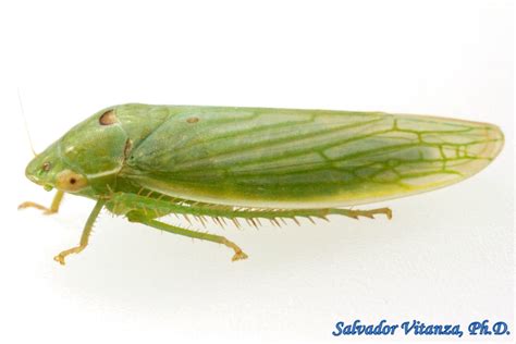 Hemiptera-Auchenorrhyncha-Cicadellidae-Gyponana-Leafhoppers (B) - Urban Programs - El Paso County