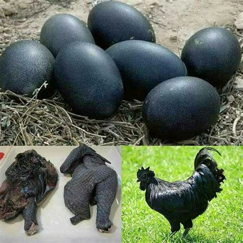 Meet The Most Expensive Chicken In The World That Costs Up To N1 ...