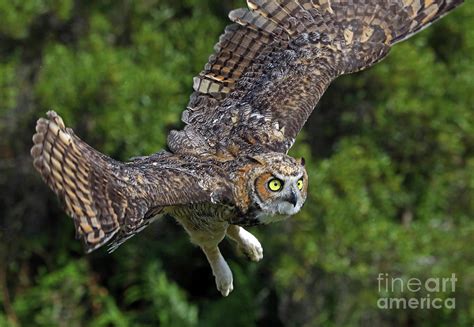 Great Horned Owl Freedom Flight Photograph by Larry Nieland - Fine Art ...