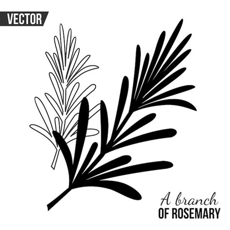 Premium Vector | Vector drawing with a sprig of rosemary