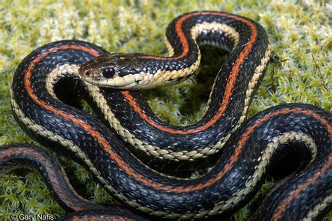 Northwestern Gartersnake - Thamnophis ordinoides