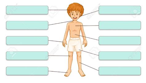 Human Anatomy Clipart at GetDrawings | Free download