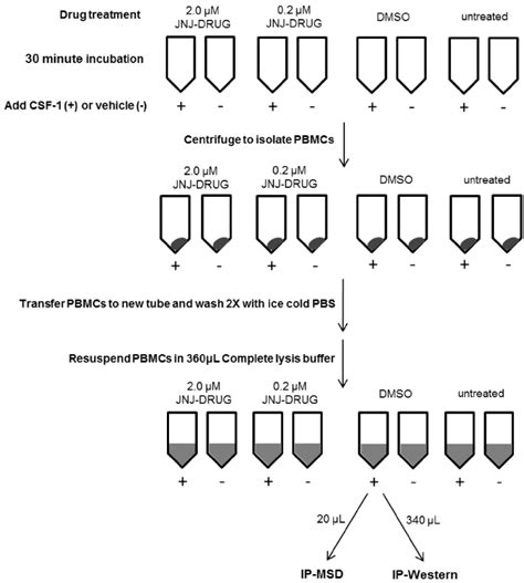 Schematic Diagram of PBMC Lysate Preparation from Whole Blood for 1 ...