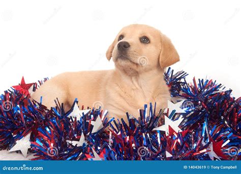 Puppy in Fourth of July Decorations Stock Image - Image of white, decorations: 14043619