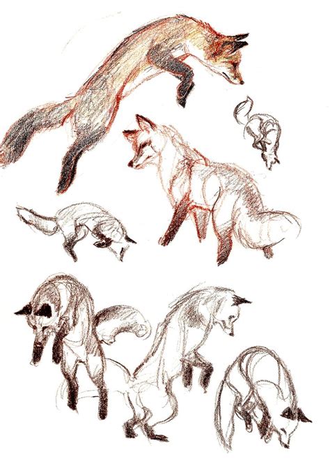 Fox Anatomy For Artists