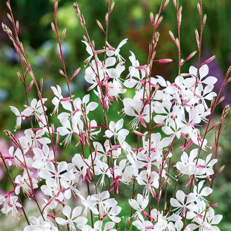 Gaura lindheimeri Whirling Butterflies - butterfly flower in 2021 | Gaura, Butterfly flowers ...