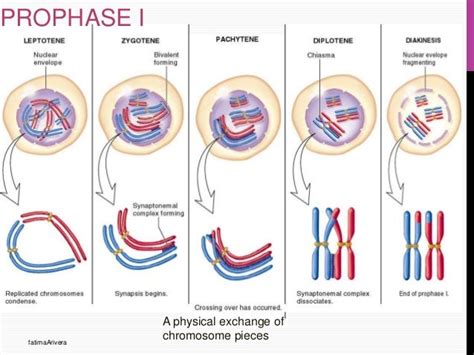 Cell cycle