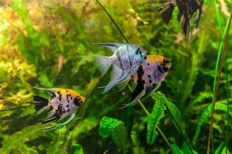 Aquarium Fish Diseases: Causes, Symptoms, and Treatments – Agora Pets