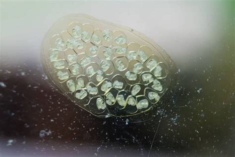 Fish Eggs Identification at Patricia McDowell blog